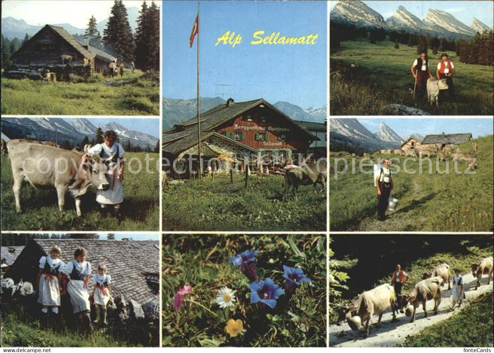 12366903 Alt St Johann Alp Sellamatt Teilansichten Trachten Alpenflora Almabtrie - Autres & Non Classés