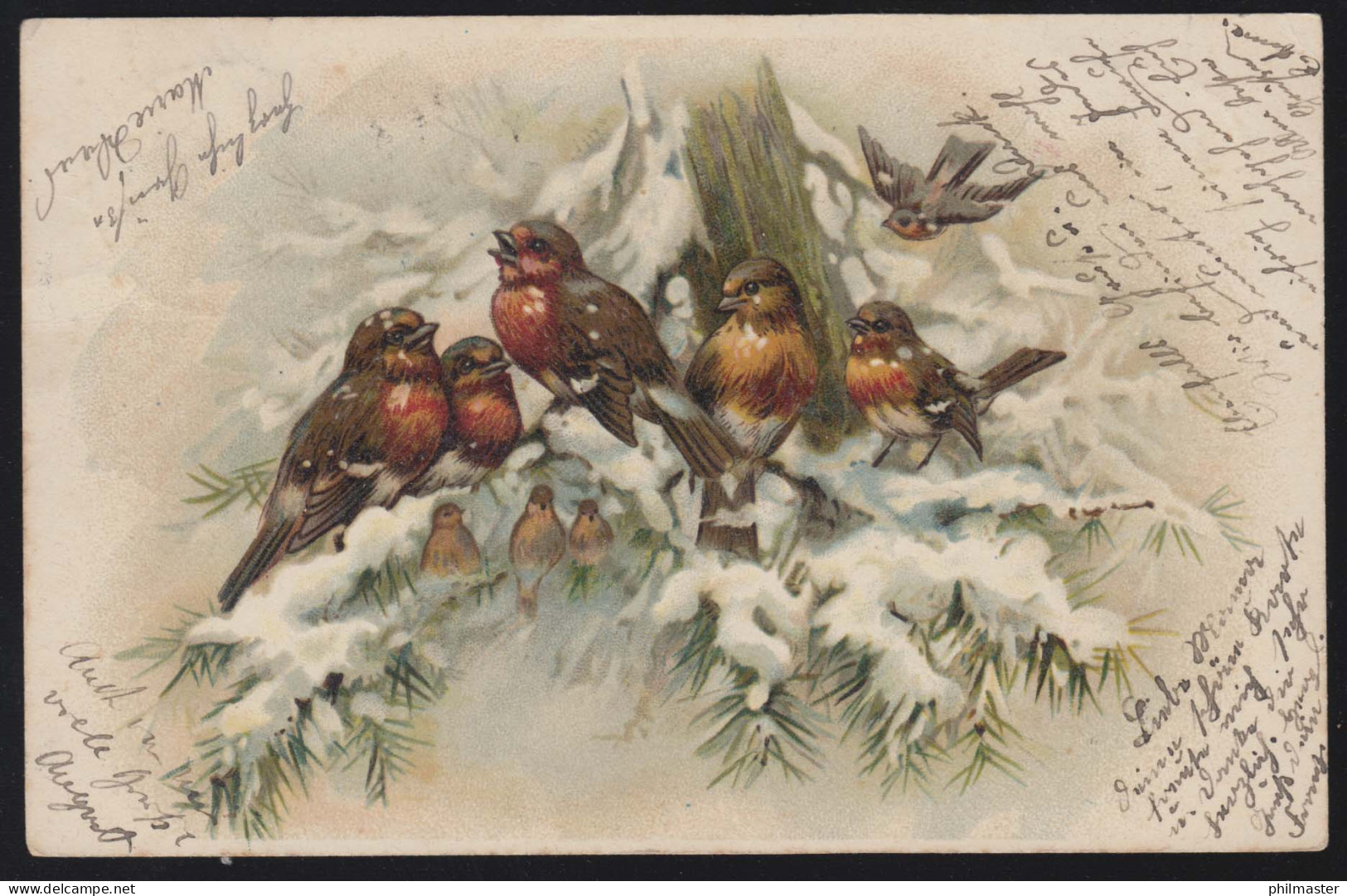 Tiere-AK Vögel: Rotkehlchen-Familie Im Winter, Nach LAUCHHEIM 13.11.1901 - Birds