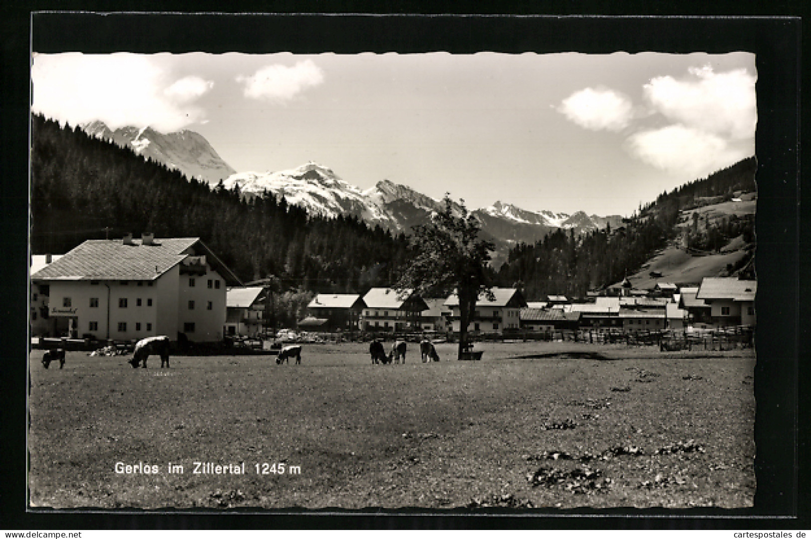 AK Gerlos Im Zillertal, Ortsansicht Mit Weidenden Rindern  - Altri & Non Classificati