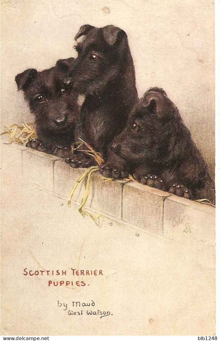 Dessin Chien Scottish Terrier Puppies Illustrateur Maud West Watson - Hunde