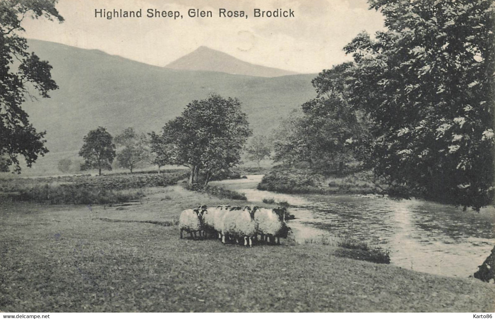 Brodick * Highland Sheep , Glen Rose * écosse Scotland - Autres & Non Classés