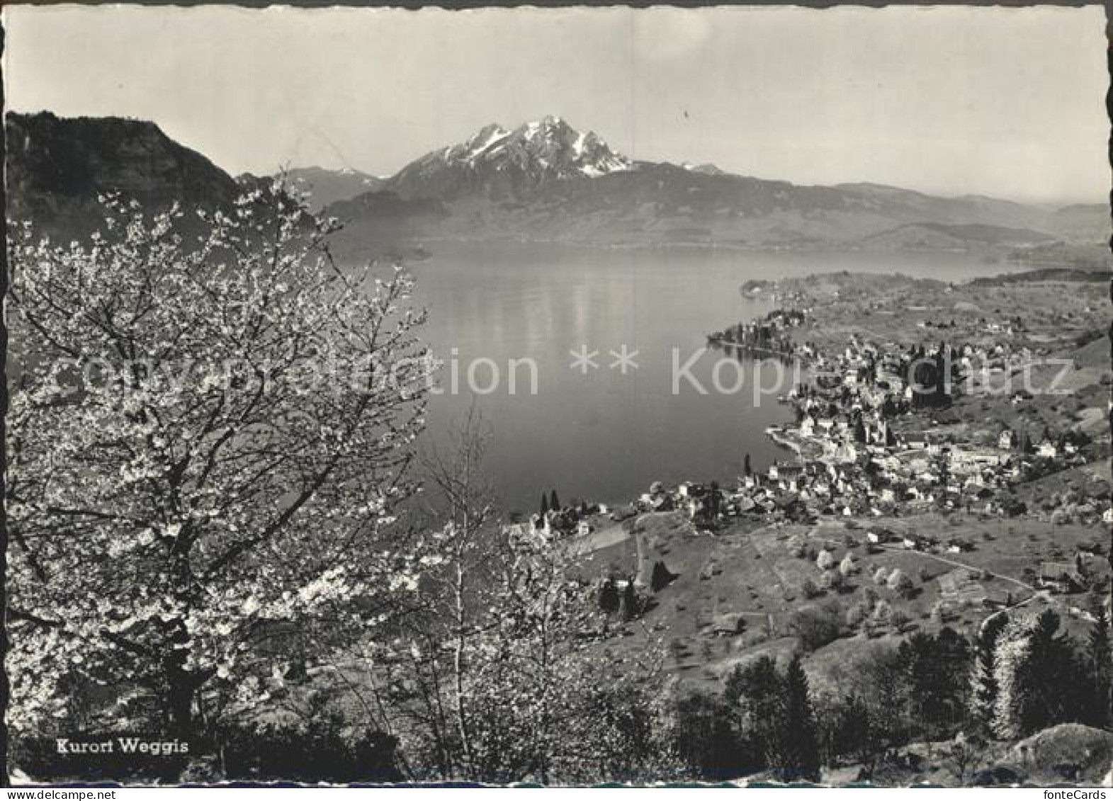 12351588 Weggis Vierwaldstaettersee Blick Gegen Buergenstock Und Pilatus Weggis - Sonstige & Ohne Zuordnung