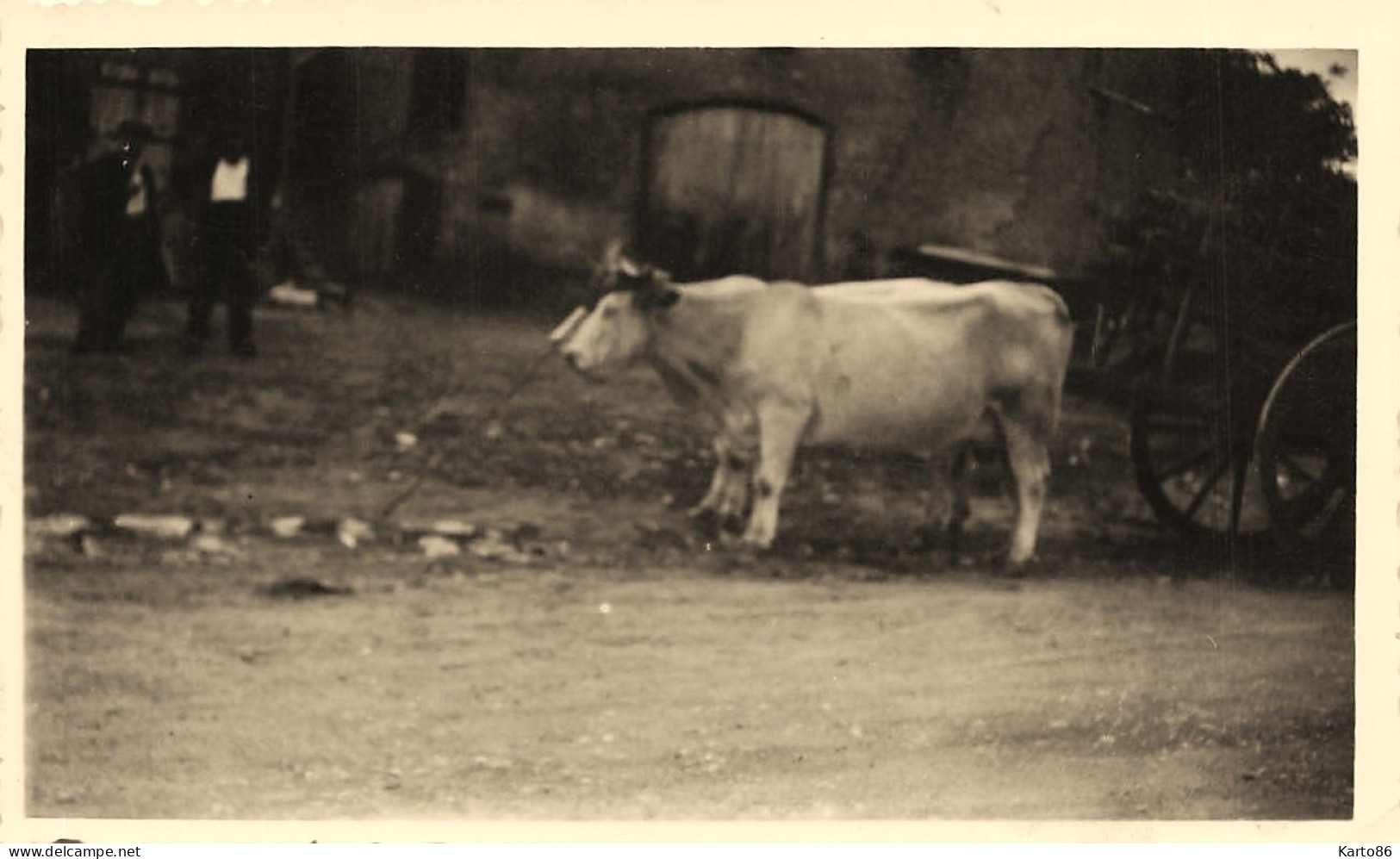 Vers Chateau Chinon * Attelage Dans Le Morvan * Boeufs * Photo Ancienne 1935 Format 11x7cm - Chateau Chinon