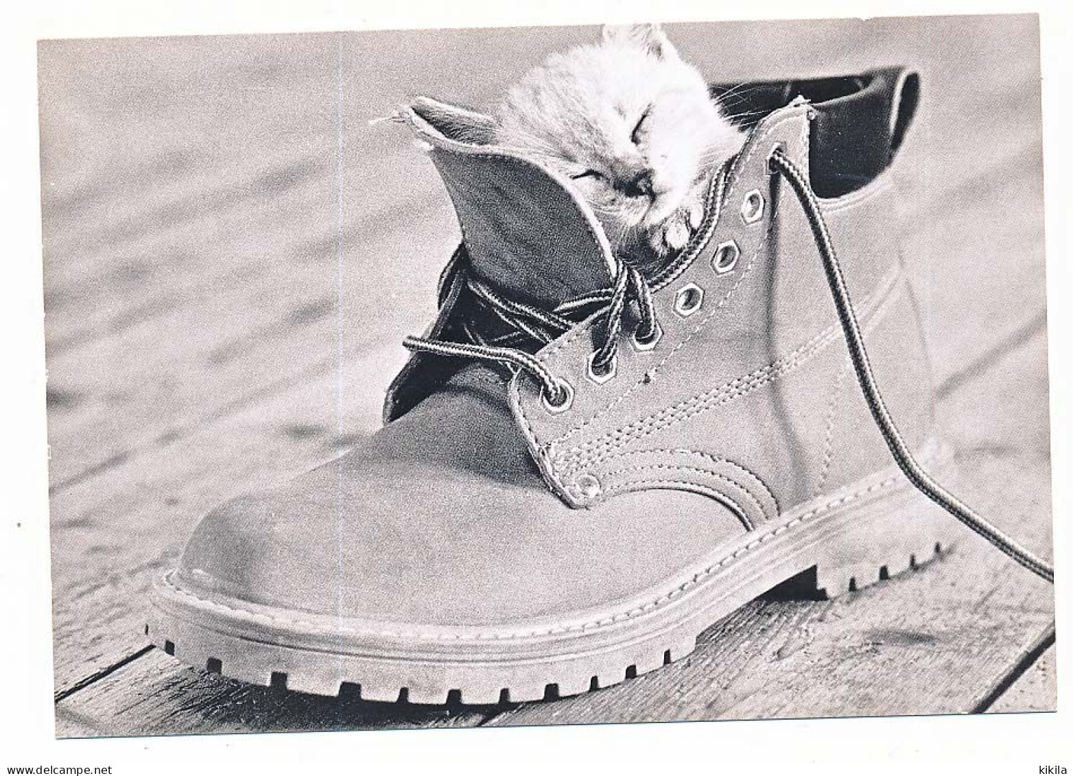 CPSM / CPM 10.5 X 15  Chaussure Chat (4)  Chaton "Boot-iful" David McEnery 1998 - Chats