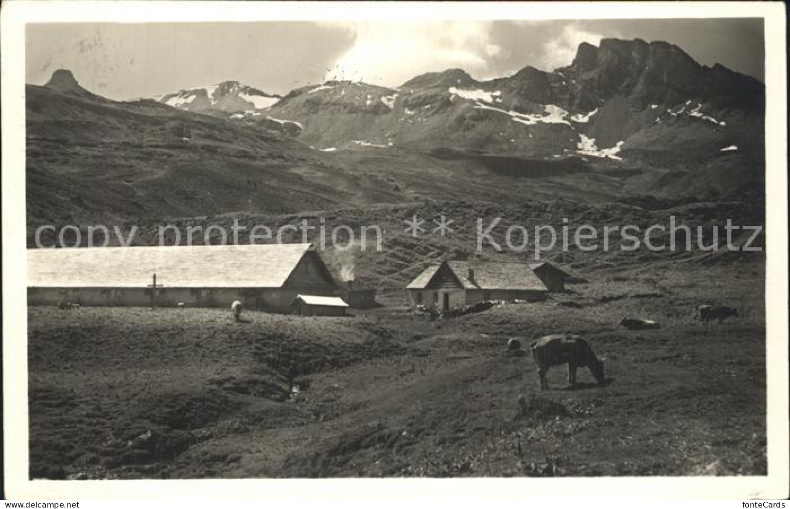 12338020 Spitzmeilen Alp Fursch Kuehe Spitzmeilen - Sonstige & Ohne Zuordnung