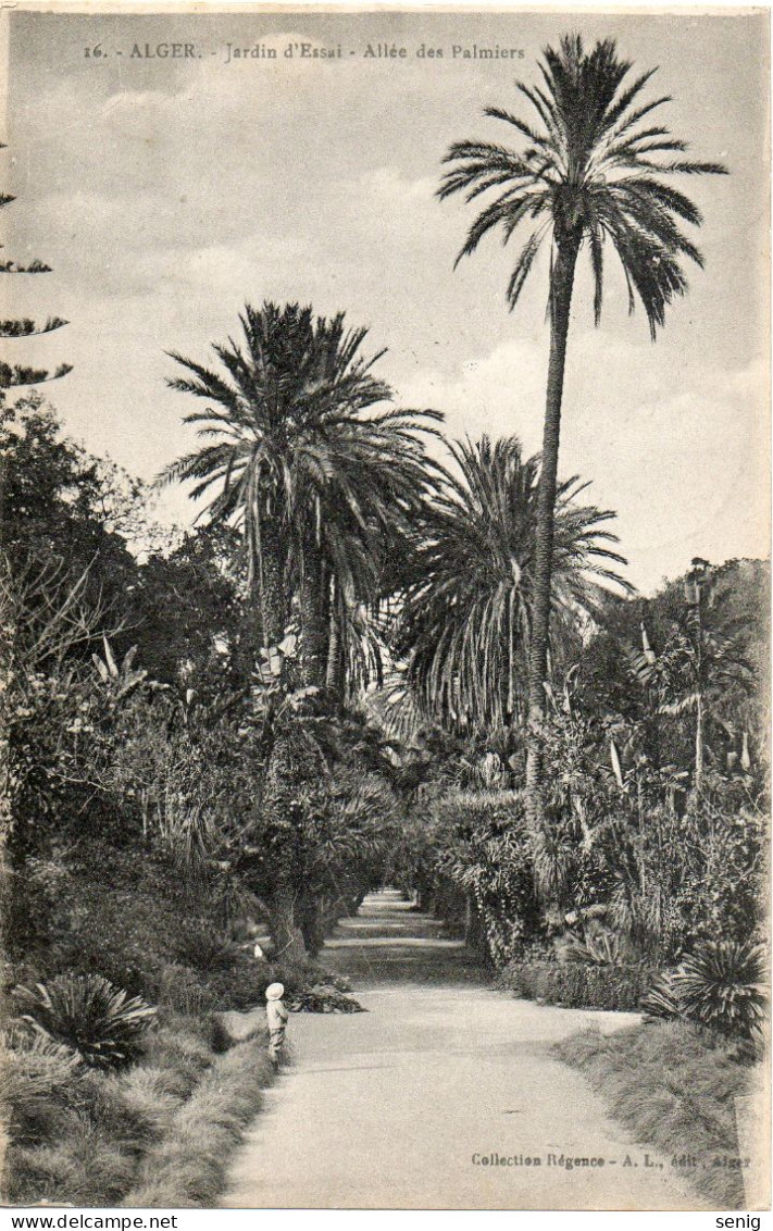 ALGERIE - ALGER - 16 - Jardin D'Essai Allée Des Palmiers - Collection Régence A. L. édit. Alger (Leroux) - Alger