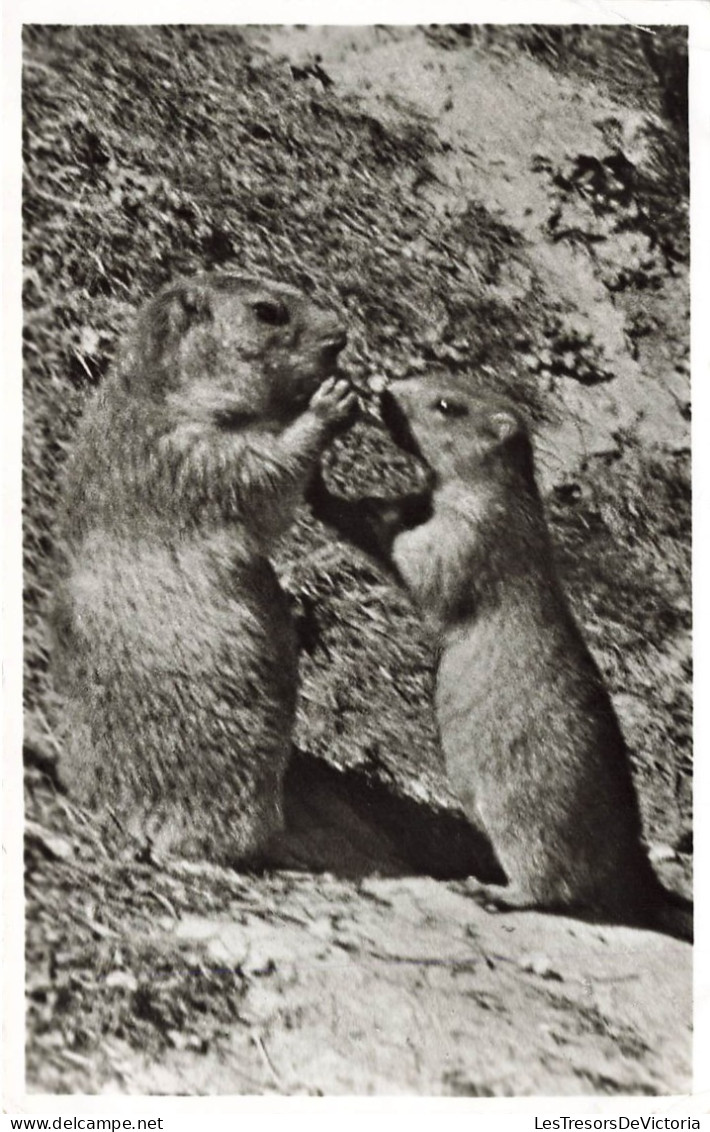 ANIMAUX & FAUNE - Marmottes - Murmeltiere In Den Walliser Alpen - Carte Postale - Sonstige & Ohne Zuordnung