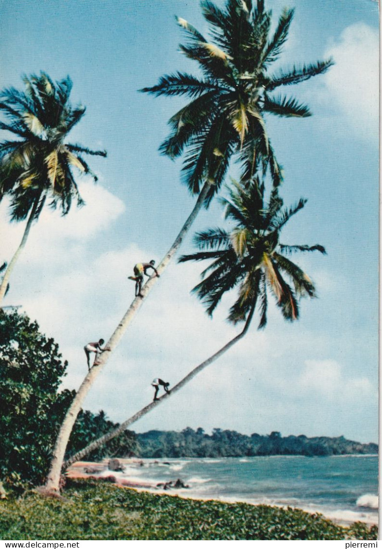 Afrique En Couleurs No.3465   Cueillette De Noix De Coco - Non Classés