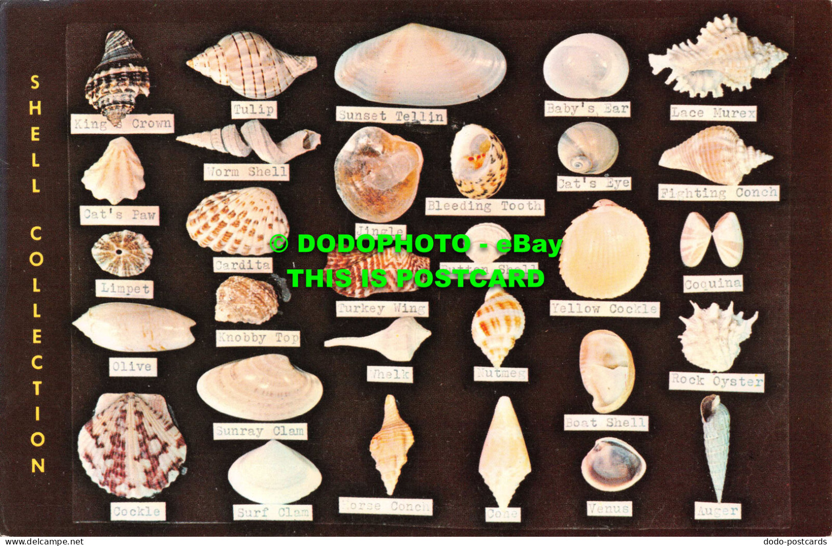 R547393 Some Of Many Beautiful Shells To Be Found In Our Ocean Waters. Ted Lager - World