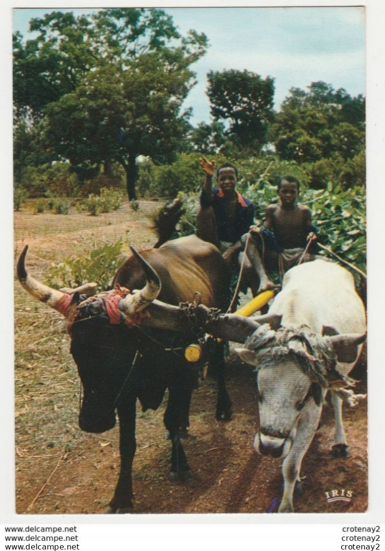 SENEGAL Rencontre Sur La Route Attelage De Boeufs VOIR DOS Edit ADP Dakar N°8155 - Sénégal