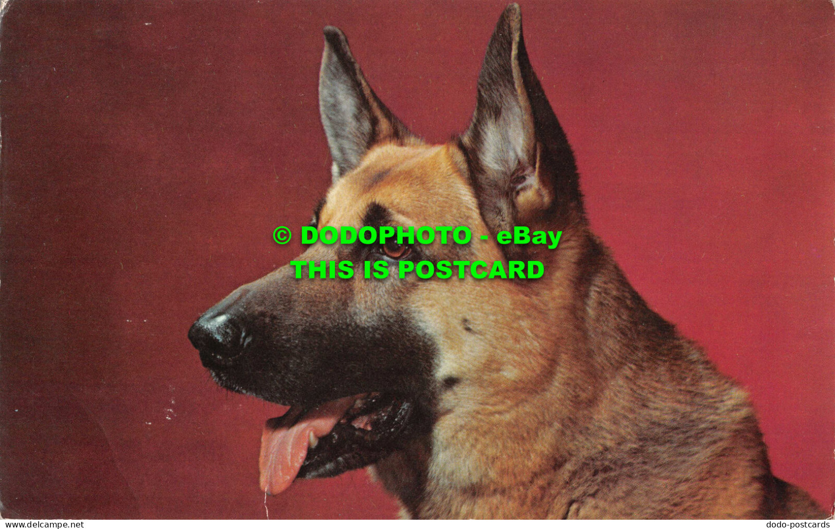 R547613 German Shepherd Dog - World
