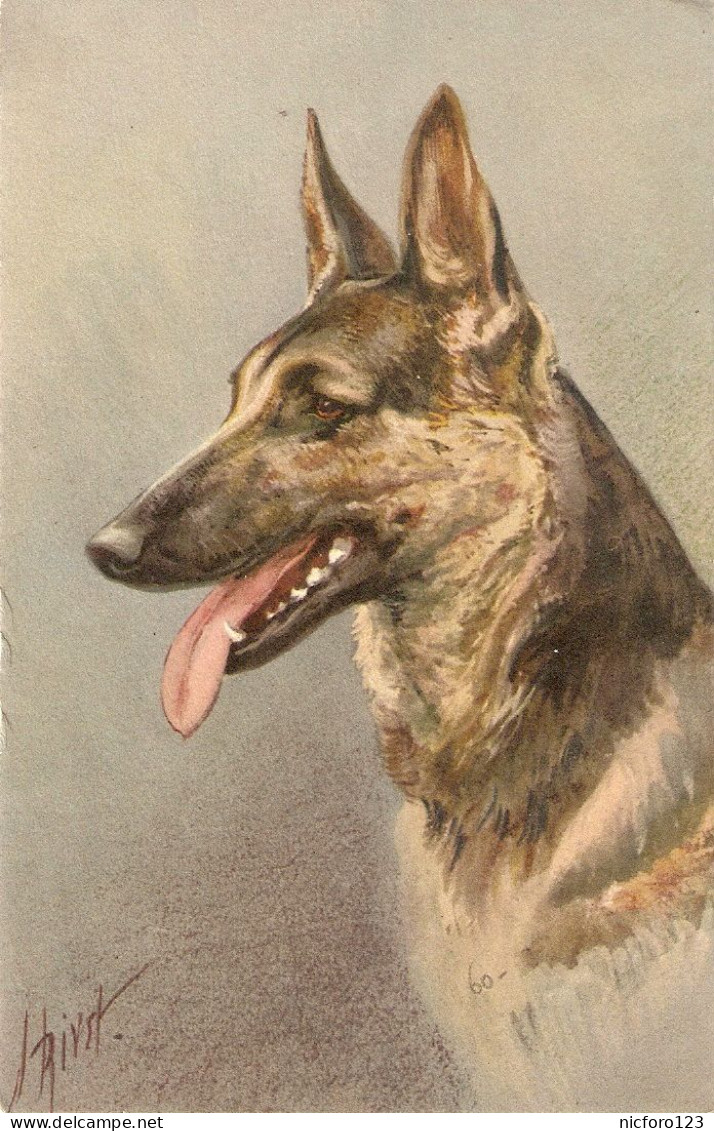 "Animals. Dog" Old Vintage Swiss, Artist Signed, Postcard - Chiens