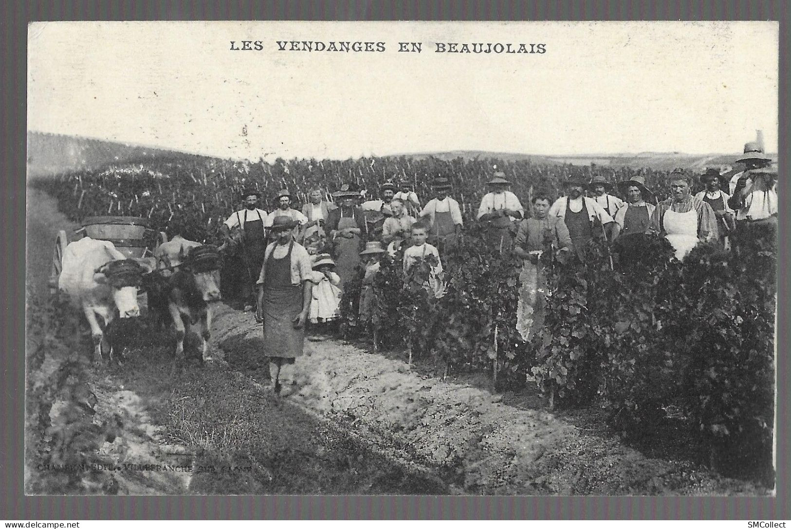 Les Vendanges En Beaujolais (13624) - Other & Unclassified