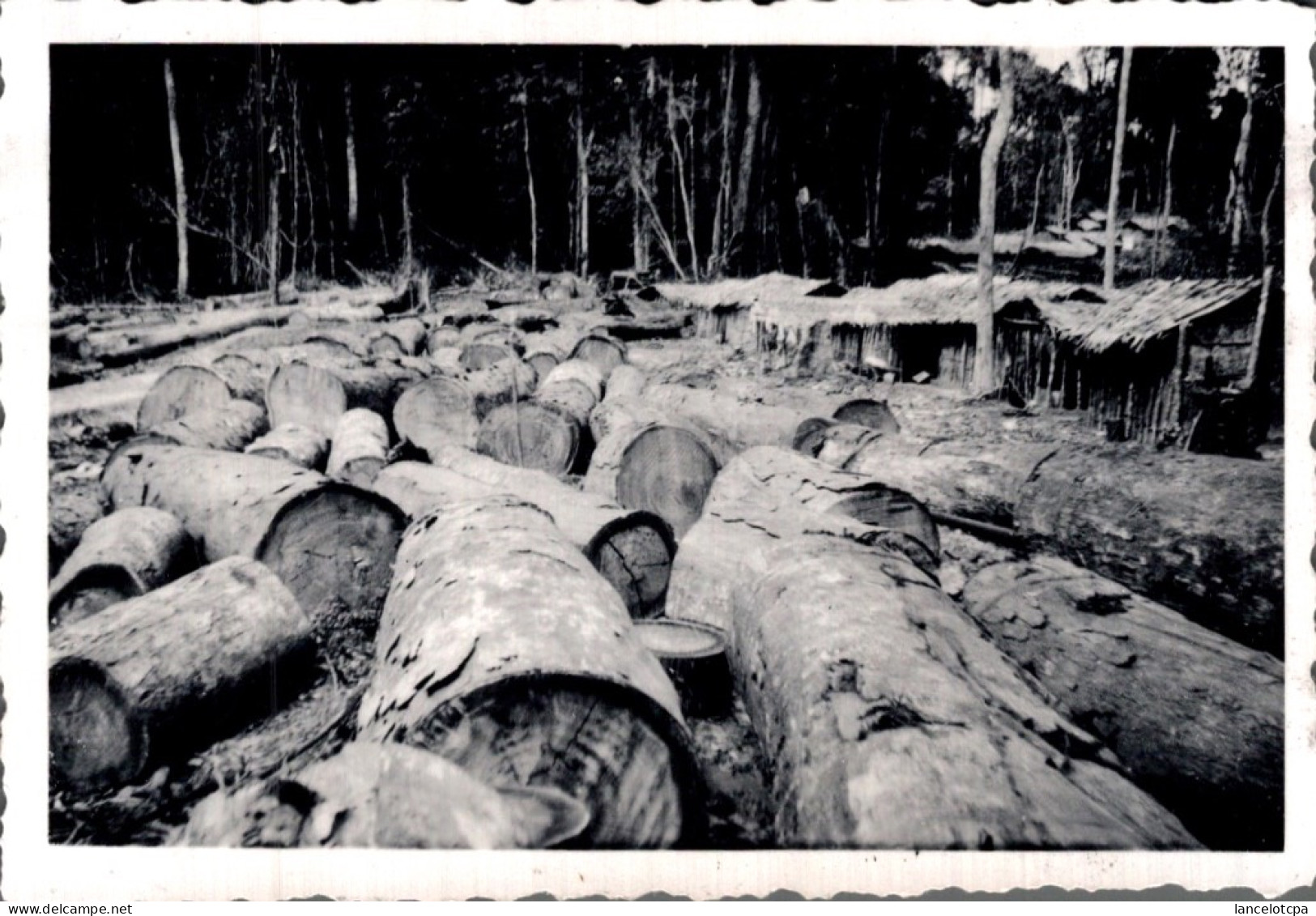 PHOTO 9X6 / CAMEROUN - TRAVAUX FORESTIERS à ABANGA ET MANGUEGNE - Afrika