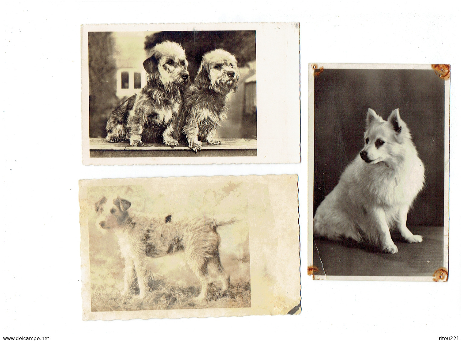 Lot 3 Cpm - CHIEN -  FOX Terrier - Amag  64894/4 -- 37 -- 66164/3 - Chiens