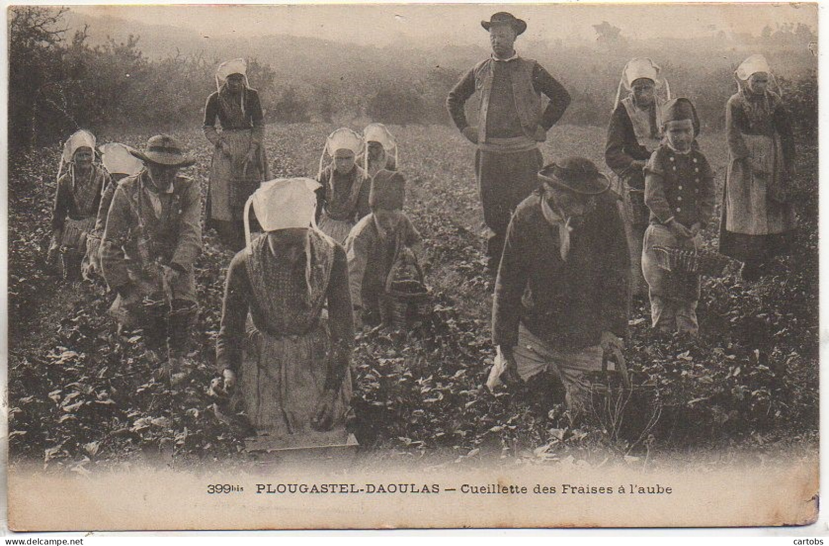 29 PLOUGASTEL-DAOULAS  - Cueillette Des Fraises à L'aube - Plougastel-Daoulas