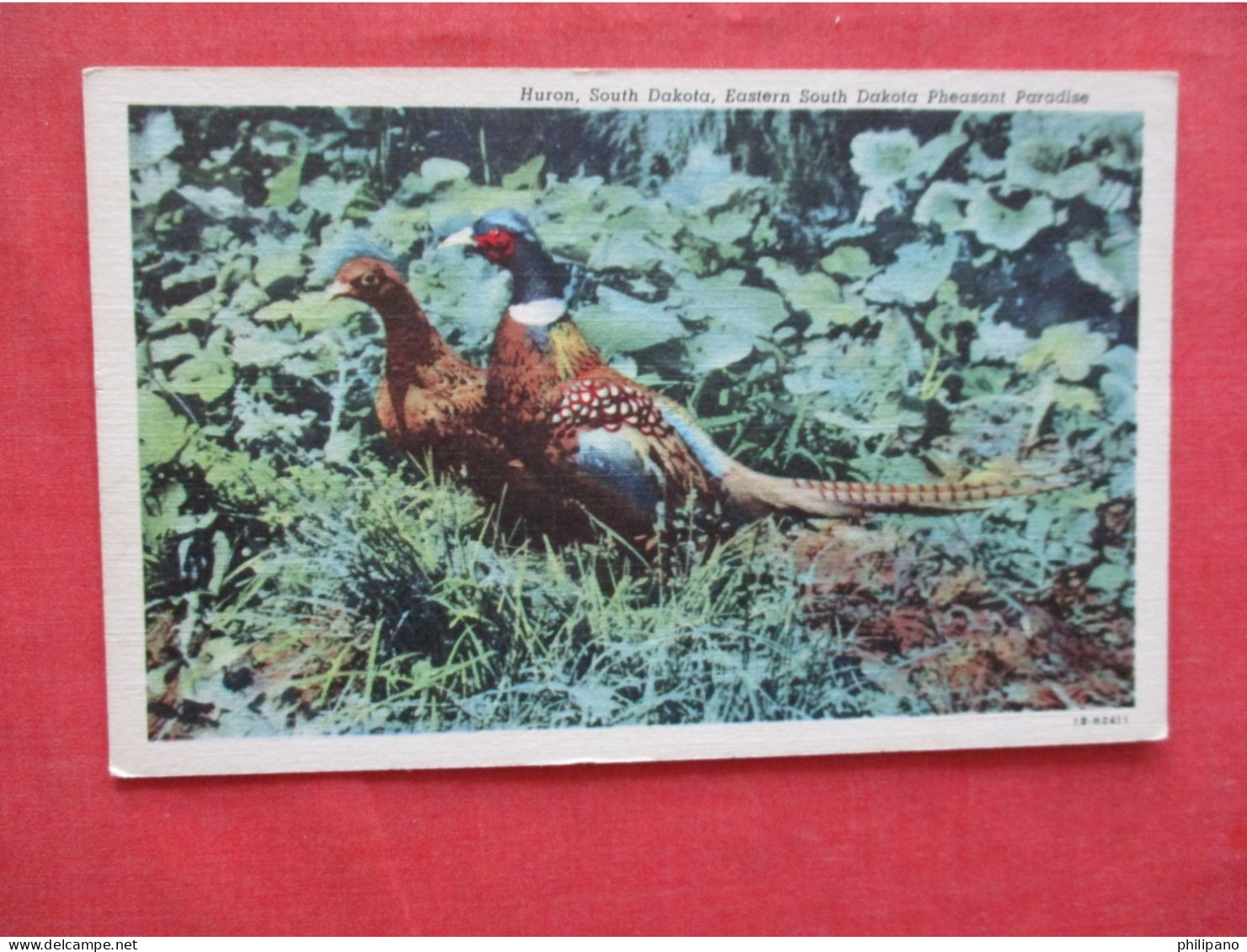 Pheasant. Huron South Dakota   Ref 6396 - Vogels