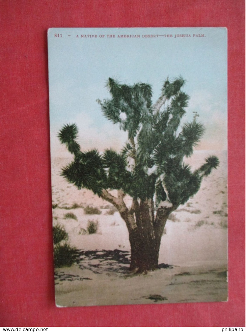 Native Of The American Desert The Joshua Palm  Ref 6396 - Arbres