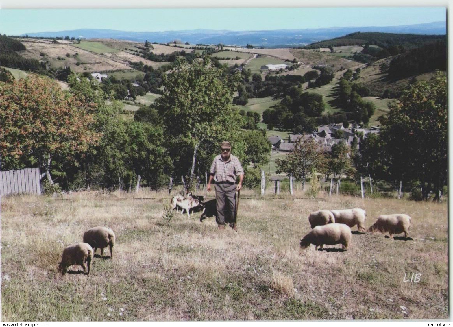 48 LES SALCES --- Monts D'Aubrac, Le Berger De Fromental (Livenais) Moutons - Other & Unclassified