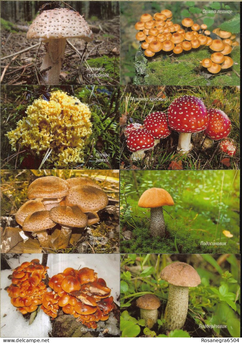 48 RUSSIAN POCKET CALENDARS - YEAR 2022 - MUSHROOMS - Formato Piccolo : 2001-...