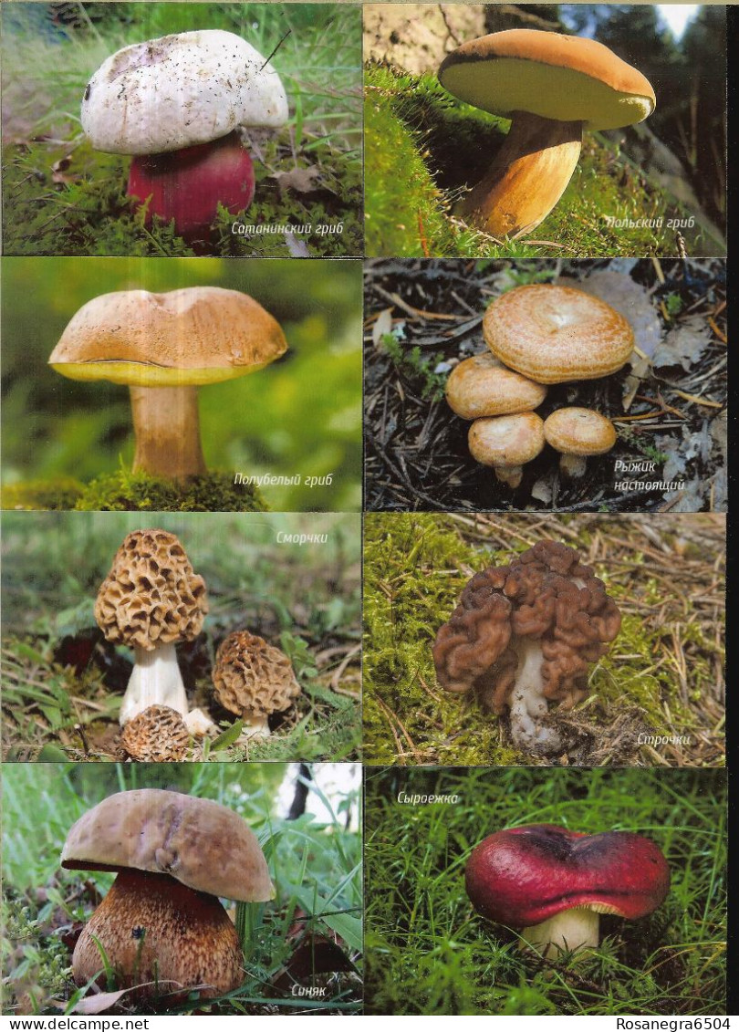 48 RUSSIAN POCKET CALENDARS - YEAR 2022 - MUSHROOMS - Small : 2001-...