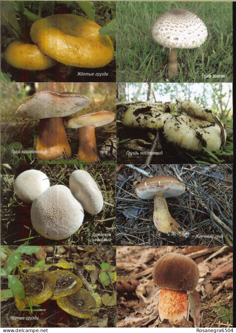 48 RUSSIAN POCKET CALENDARS - YEAR 2022 - MUSHROOMS - Tamaño Pequeño : 2001-...