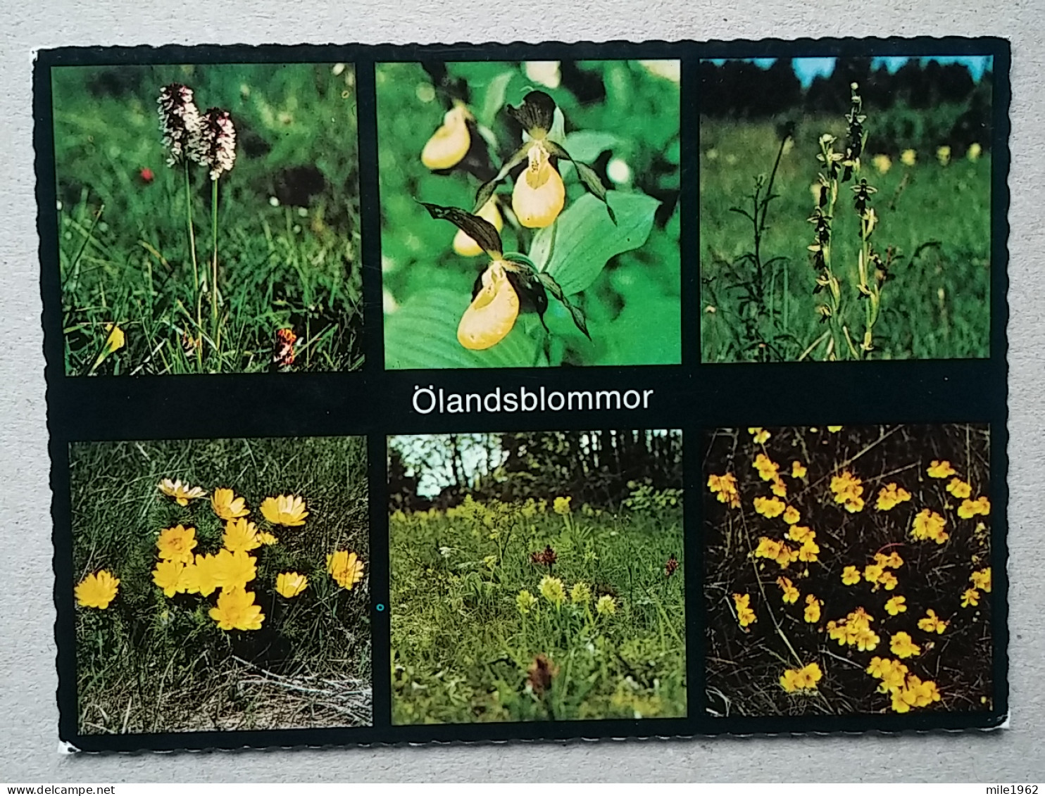 KOV 536-27 - SWEDEN, OLANDSBLOMMOR, OLAND, FLOWER, FLEUR - Schweden