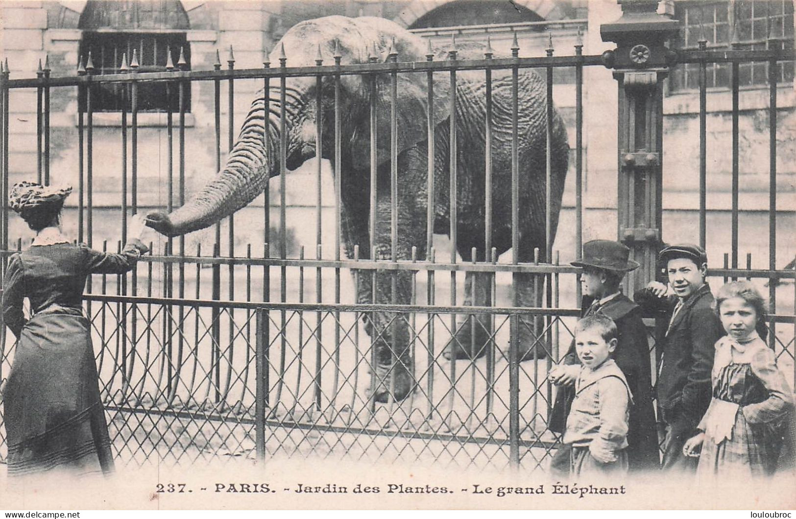 PARIS JARDIN DES PLANTES LE GRAND ELEPHANT - Parcs, Jardins
