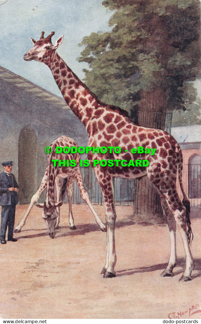R548165 C. T. Noward. Giraffes At Zoological Gardens. London. Salmon - Other & Unclassified