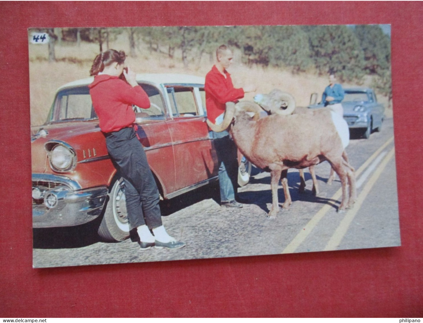 Mountain Sheep By Autos Black Hills South Dakota.   Ref 6396 - Autres & Non Classés