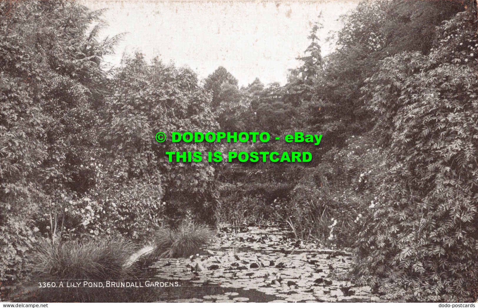 R548555 A Lily Pond. Brundall Gardens. J. Salmon. Sepio Series - Wereld