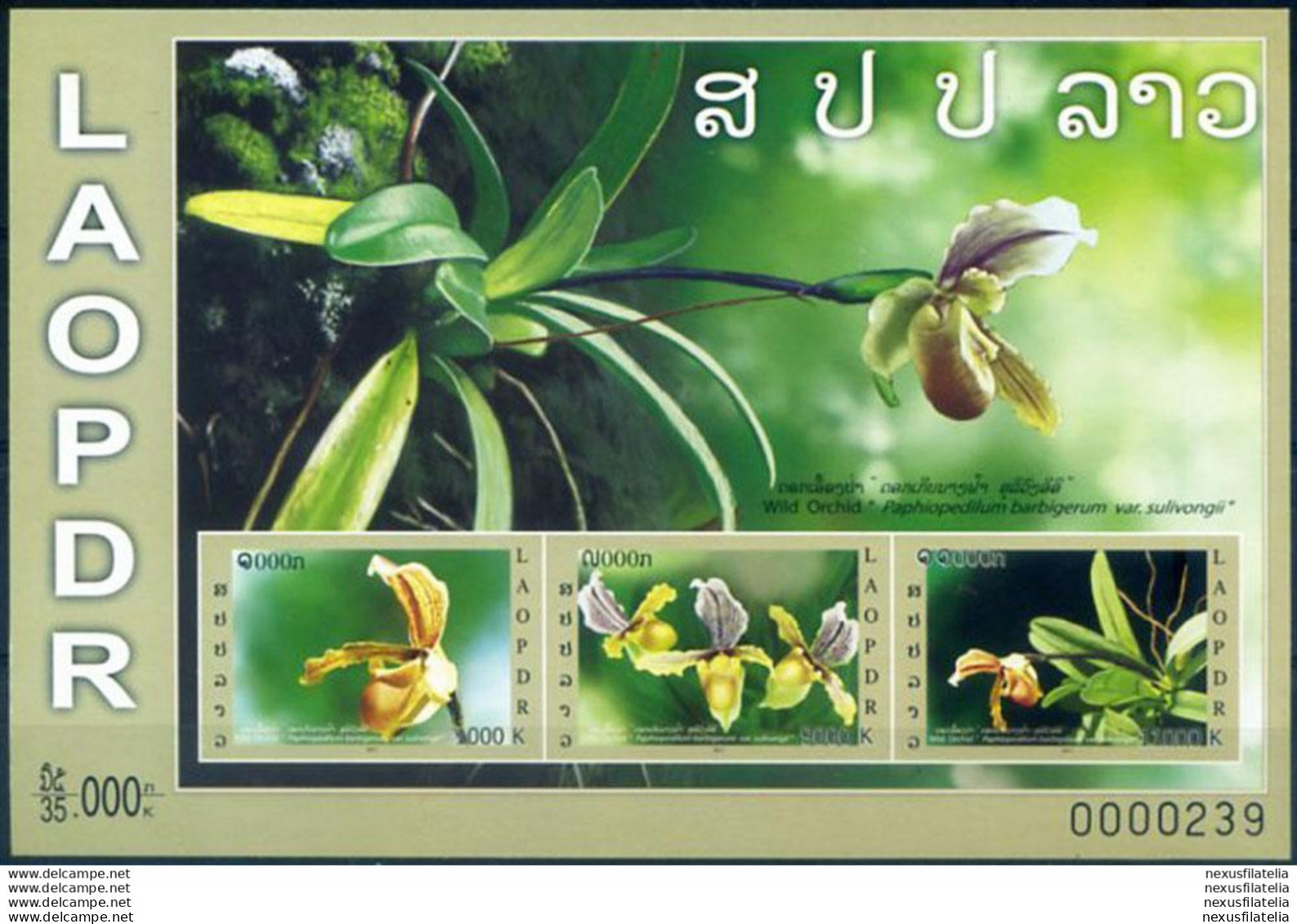 Flora. Orchidee 2011. - Laos