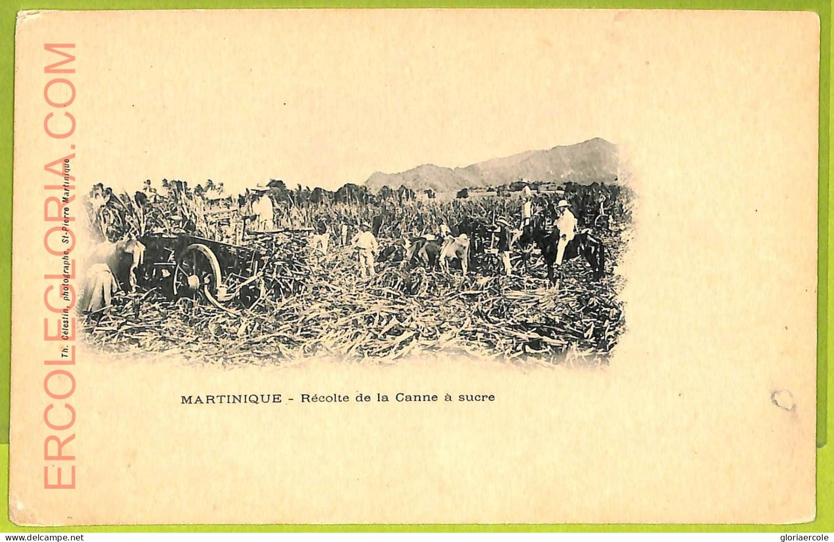 Ae9131 - MARTINIQUE -  VINTAGE  POSTCARD - Ethnic - Other & Unclassified