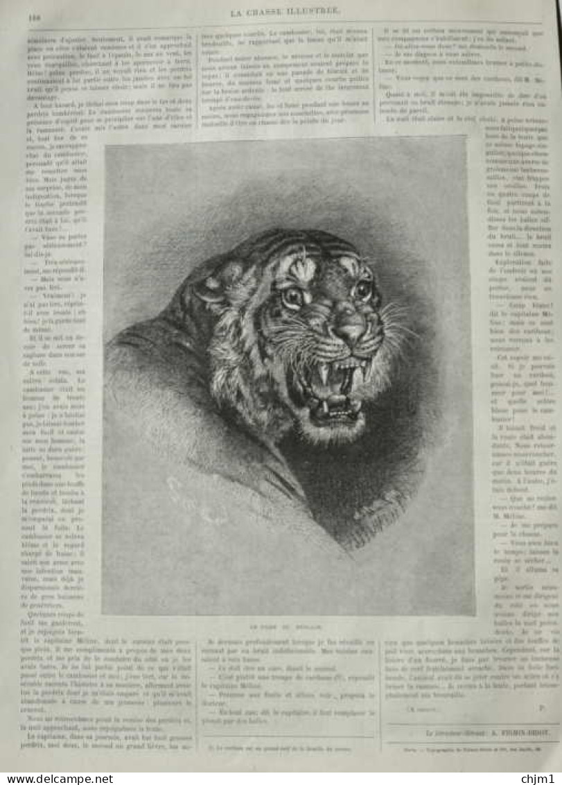 Le Tigre Du Bengale - Bengaltiger - Page Originale 1880 - Stiche & Gravuren