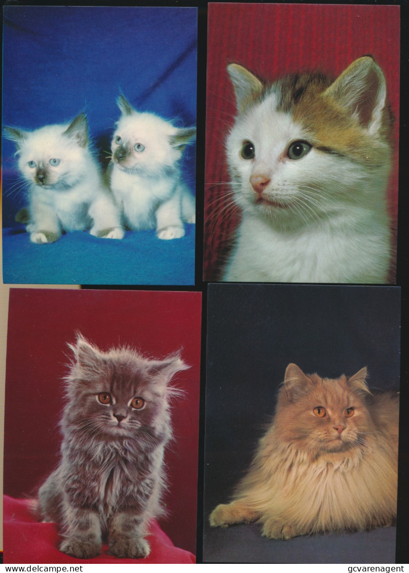 MOOI LOT MET KATTEN VAN  40  KAARTEN. .( lot 1 )   ZIE AFBEELDINGEN