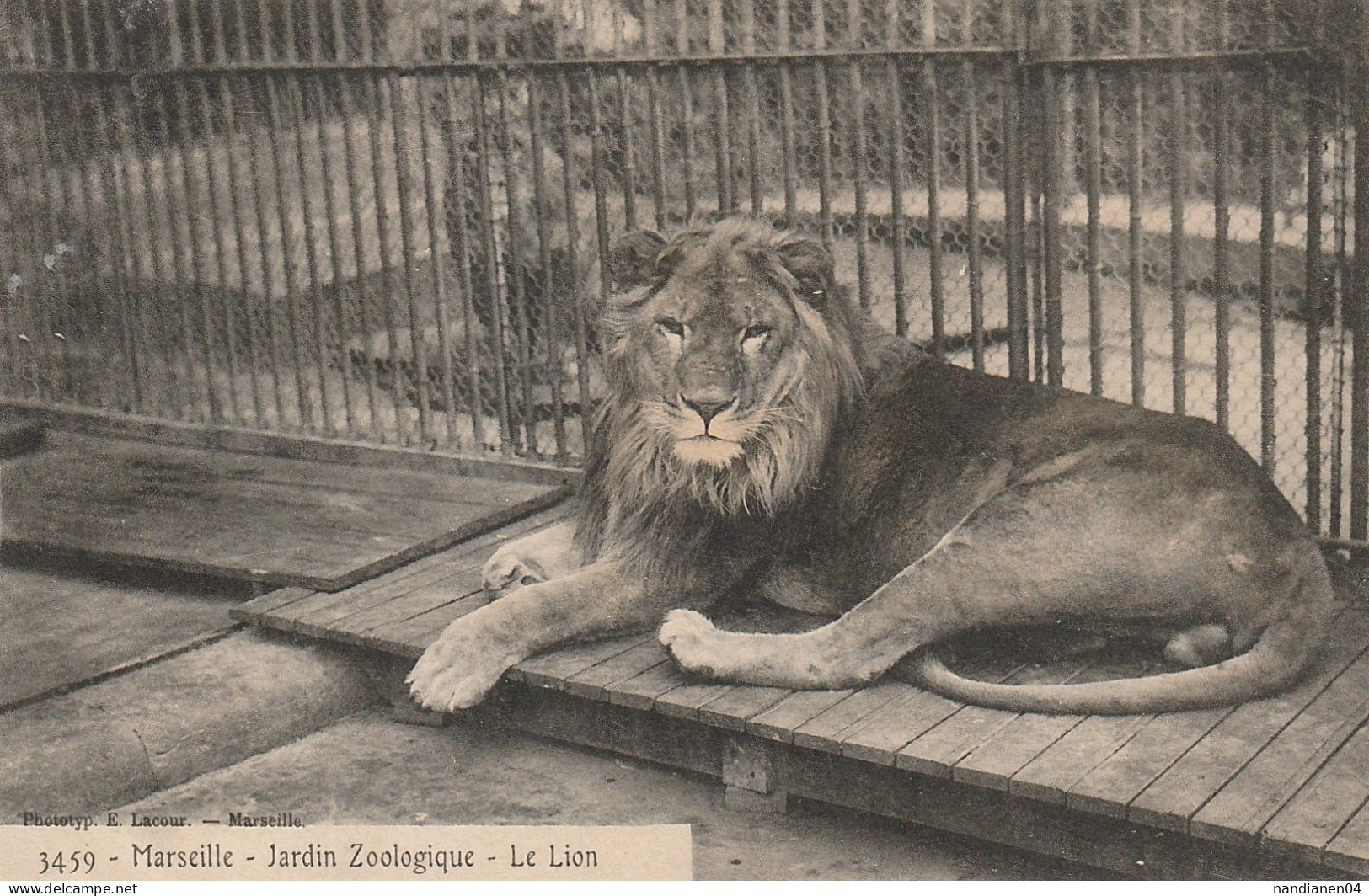 CPA - 13 - Marseille - Jardin Zoologique - Le LIon - Lacour - Parks, Gärten