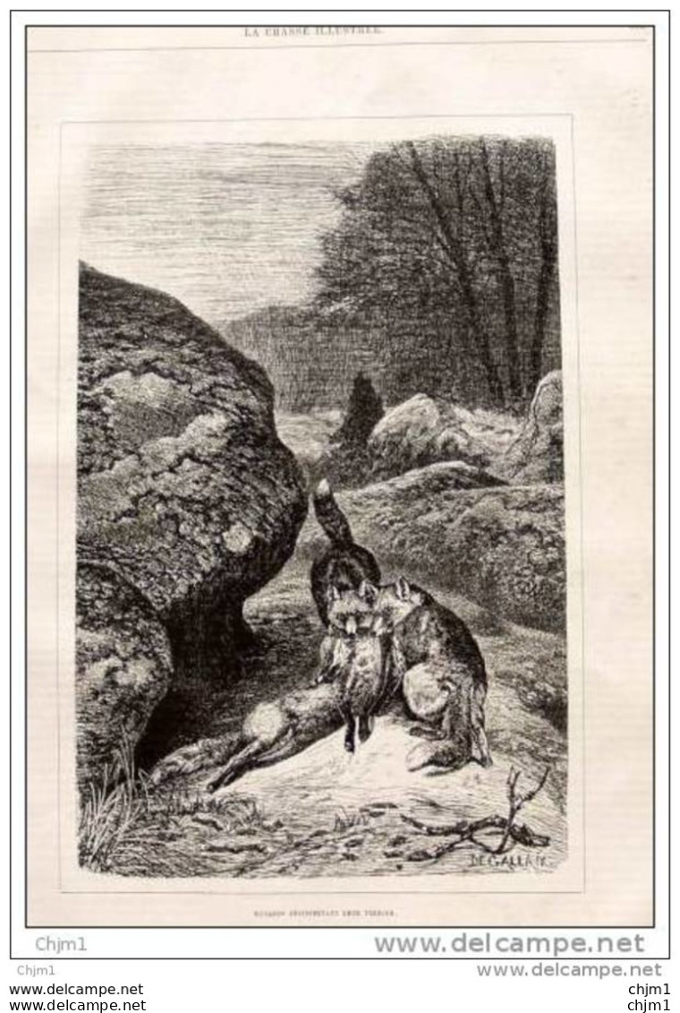 Fuchs - Fox - Renard -  Alter Druck 1880  -  Gravure Degallaix - Prenten & Gravure