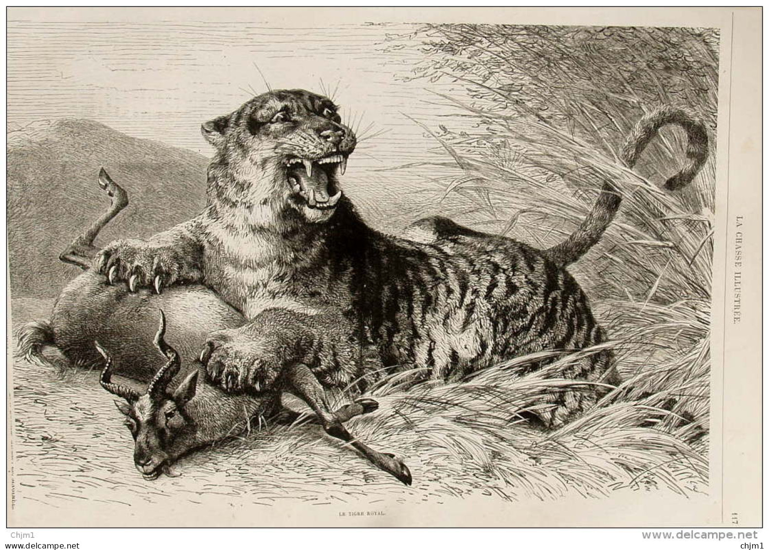 Tigre Royal - Königstiger Mit Beute - Page Original  1880 - Documenti Storici