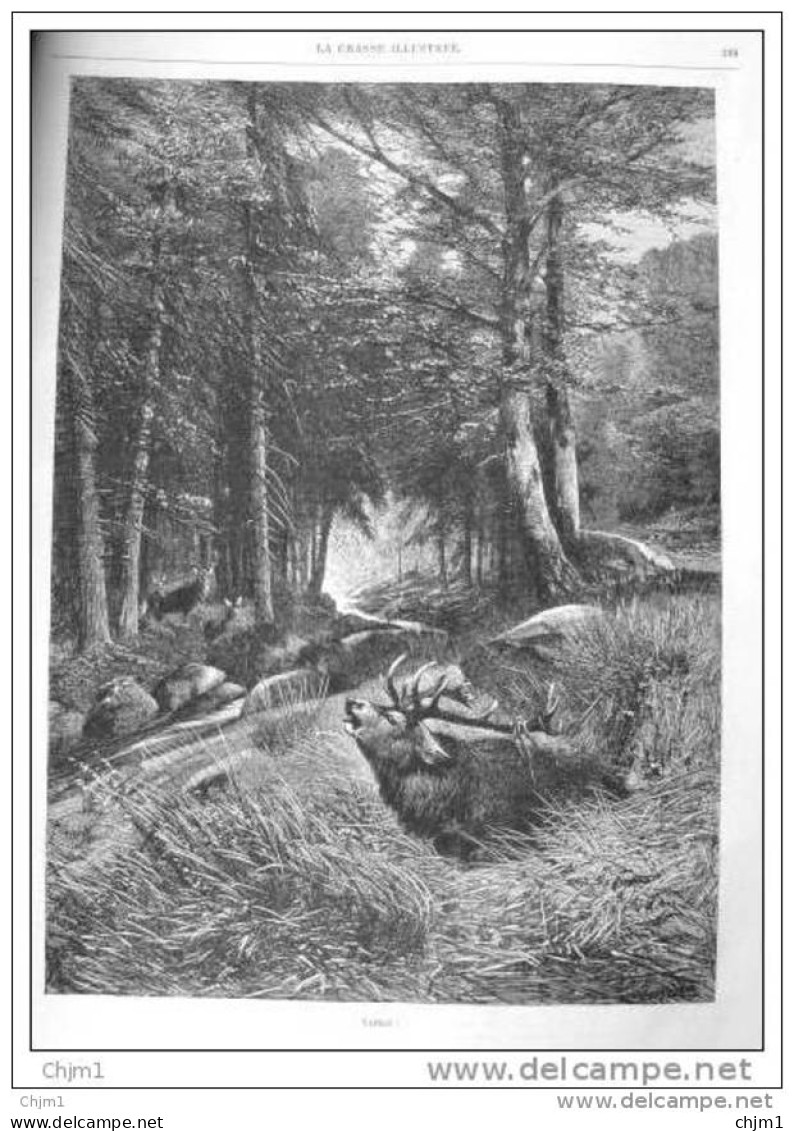 Hirsche - Cerfs - Gravure - Page Original  1880 - Prenten & Gravure