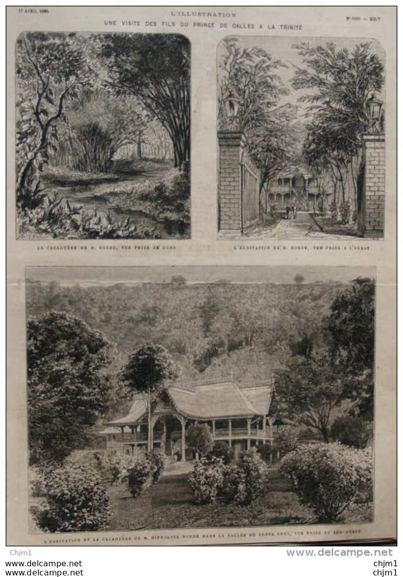 Une Visite Des Fils Du Prince De Galles à La Trinité - La Cacaoyère De M. Borde - Page Original - 1880 - Historische Dokumente