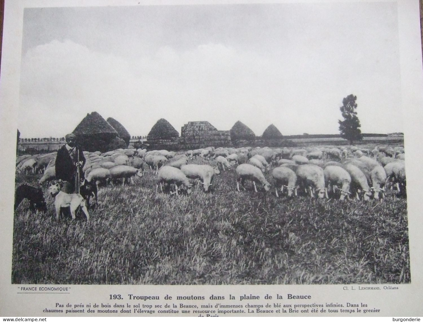 TROUPEAU DE MOUTONS DANS LA PLAINE DE LA BEAUCE - Geographie