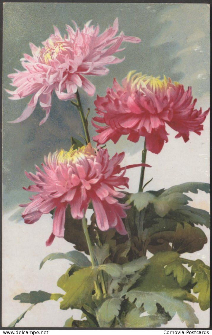 Rosa Chrysanthemen, C.1910 - Nenke & Ostermaier AK - Fleurs