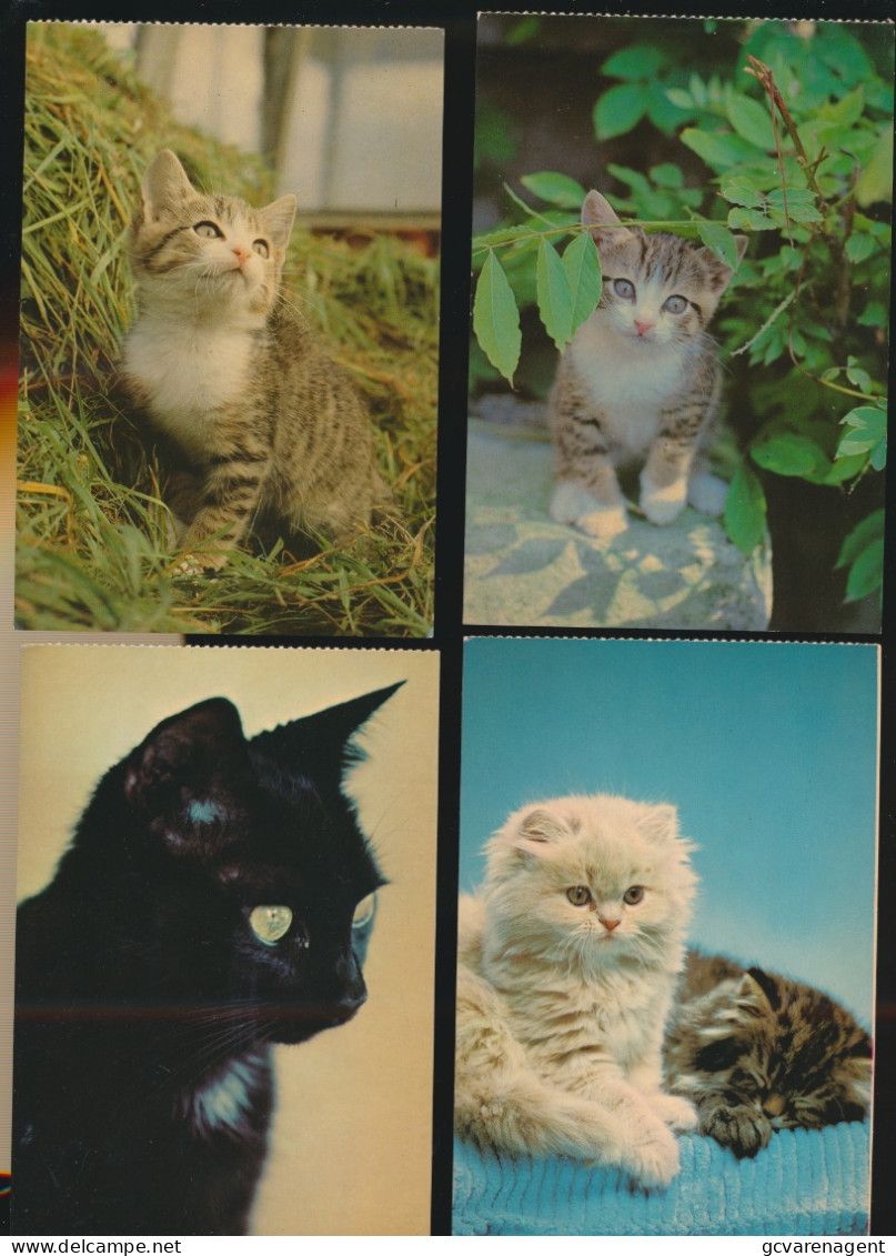 MOOI LOT MET KATTEN VAN  40  KAARTEN. .( Lot 2 )   ZIE AFBEELDINGEN - Chats