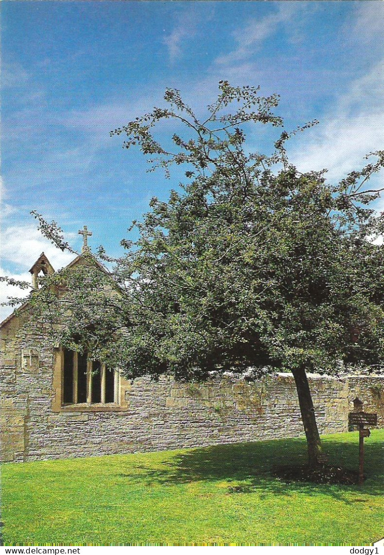 THE HOLY THORN, GLASTONBURY ABBEY, GLASTONBURY, SOMERSET, ENGLAND. UNUSED POSTCARD Ms5 - Otros & Sin Clasificación