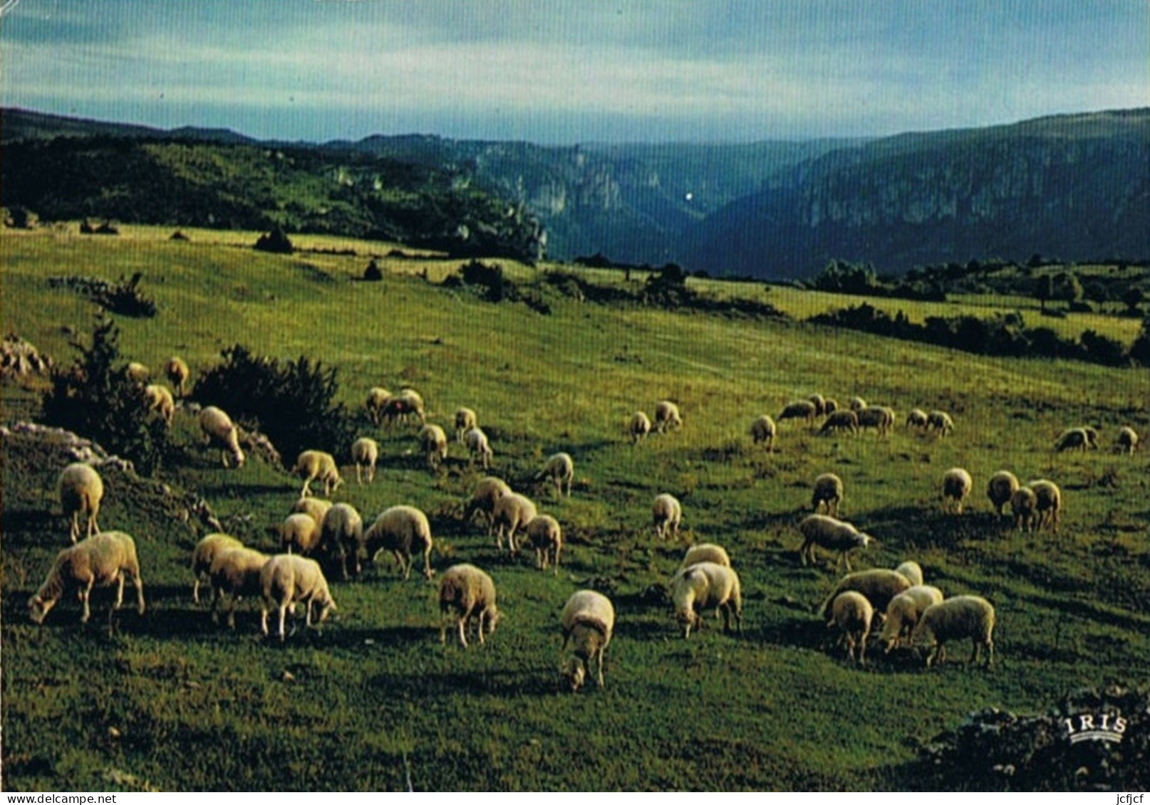 CPM..46..LOT..PATURAGE SUR LE CAUSSE..MOUTONS..TAMPON DE LA BASTIDE MURAT - Crías