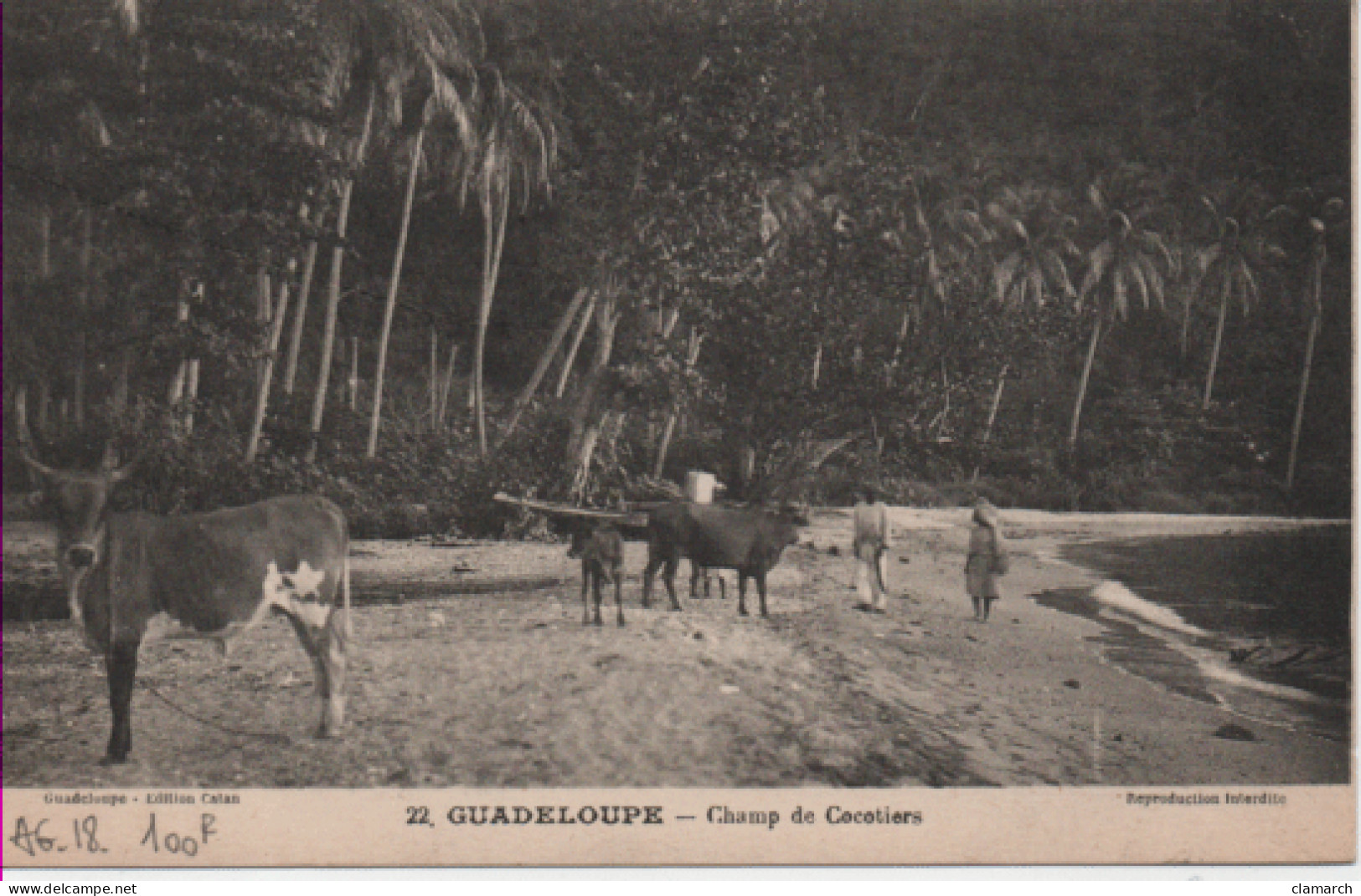 GUADELOUPE-Champ De Cocotiers - Catan 22 - Other & Unclassified