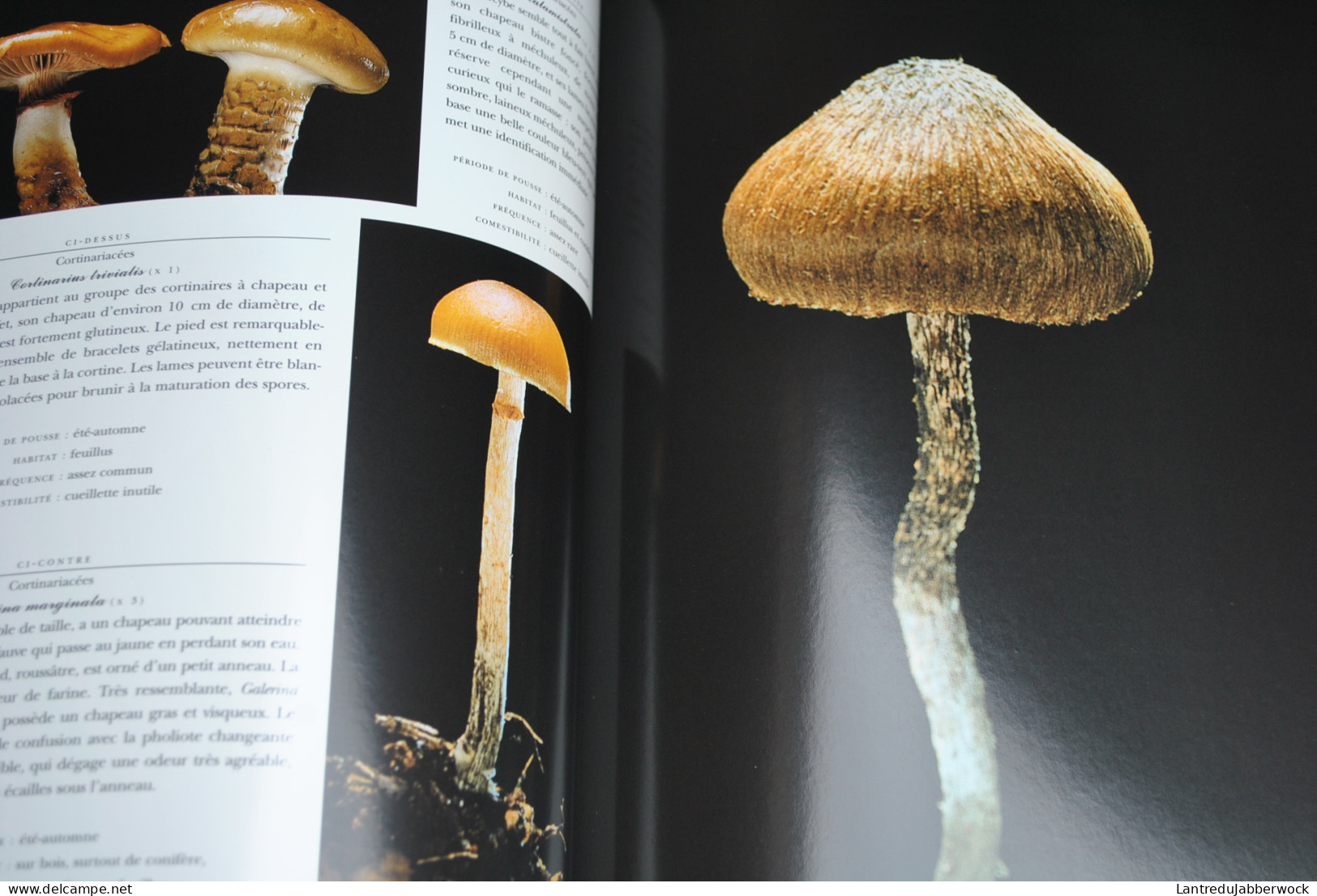 EPINAT Photos STAROSTA Le monde des CHAMPIGNONS Editions du CHENE 1998 Epuisé Amanite Bolet Agarics photographies 