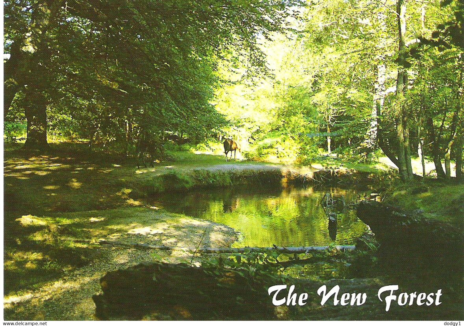 HIGHLAND WATER, THE NEW FOREST, HAMPSHIRE, ENGLAND. UNUSED POSTCARD Ms6 - Andere & Zonder Classificatie