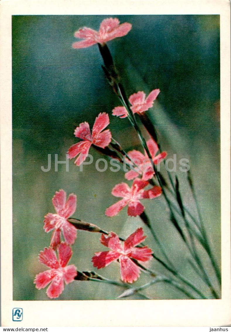 Carpathian Mountains - Karpaty - Mountain Flowers - 1962 - Ukraine USSR - Unused - Ukraine