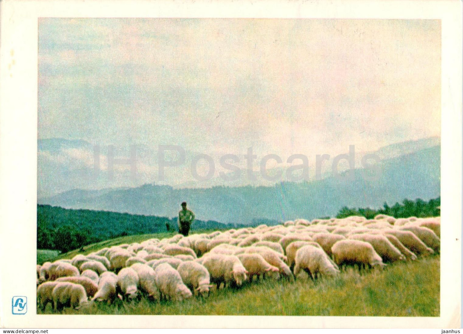 Carpathian Mountains - Karpaty - On Pasture - Sheep - 1962 - Ukraine USSR - Unused - Ukraine